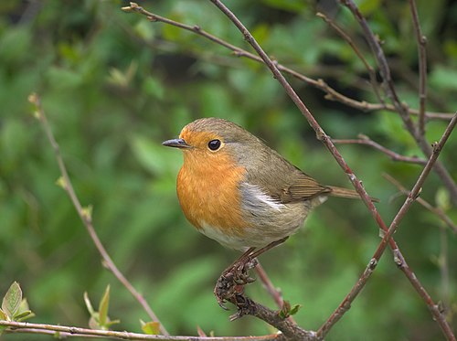 /media/bird-counting-5.jpg